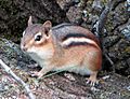 Eastern Chipmunk, Gatineau Park