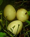Eggs of Peafowl at Aravath Kasaragod