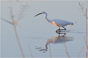 Egretta garzetta at Fayoum by Hatem Moushir 6