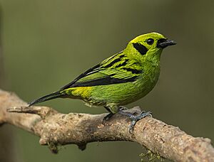 Emerald Tanager - San Luis - Costa Rica MG 1694 (26584929732).jpg