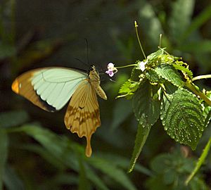 Ethiopian Butterfly (2377703189)