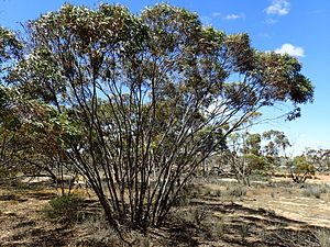 Eucalyptus comitae-vallis habit (2).jpg