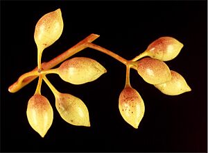 Eucalyptus drummondii buds