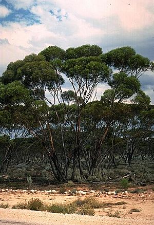 Eucalyptus melanoxylon.jpg