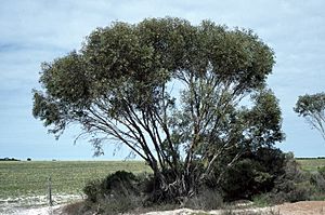 Eucalyptus micranthera.jpg