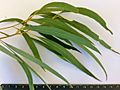 Eucalyptus radiata - adult leaves