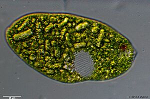 Euglena pellicle 2