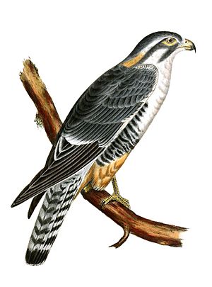 Falco femoralis-PacificRR-AA