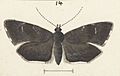 Fig 14 MA I437901 TePapa Plate-XL-The-butterflies full (cropped)