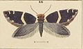 Fig 24 MA I437910 TePapa Plate-XLIX-The-butterflies full (cropped)