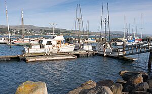 Fisherboats at Bodega Harbor