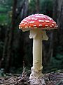 Fly Agaric mushroom 05
