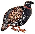 Francolinus francolinus hm white background