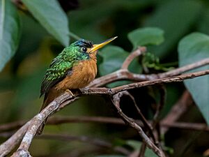 Galbula cyanicollis Blue-necked Jacamar (female); Porto Velho, Rondônia, Brazil.jpg