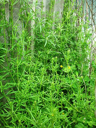 Galium aparine001