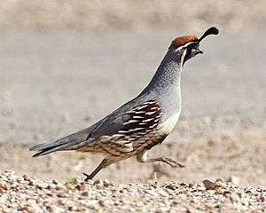 Gambel's quail (Callipepla gambelii) - Flickr - Lip Kee (1).jpg