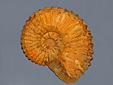 Gasteropods - Ammonites - Calycoceras (Newboldiceras) spinosa