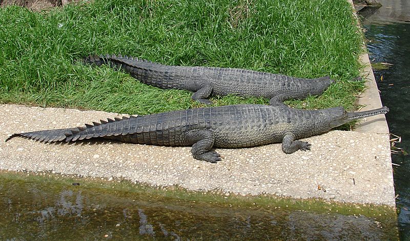 Image: Gavialis gangeticus (Gharial, Gavial)