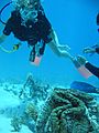 Giant clam with diver