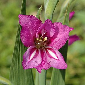 Gladiolus imbricatus1002