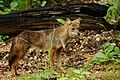 Golden Jackal, Canis aureus in Huai Kha Khaeng