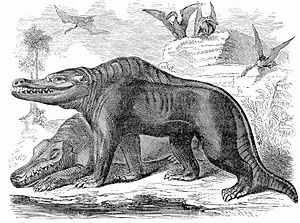 Goodrich Megalosaurus