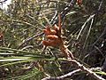 H20130601-8518—Pinus attenuata—Walker Ridge (9233604022)