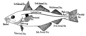 Haddock finsf