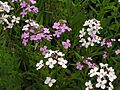 Hesperis matronalis variation 001