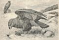 Heubach common buzzard