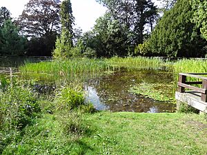 High Elms pond