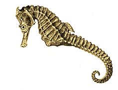 Hippocampus guttulatus Achilles 174