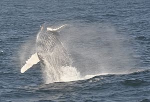 Humpback Whale - Bar Harbor, Maine - 4