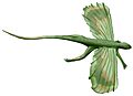 Icarosaurus white background