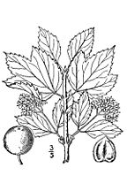 Illustration of Viburnum edule