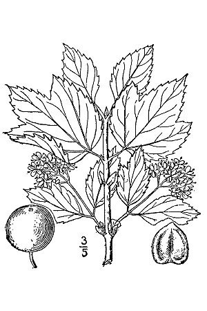 Illustration of Viburnum edule