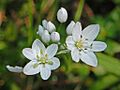Iridaceae - Allium neapolitanum (8303567329)