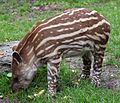 Jeune tapir au zoo de Hambourg