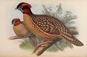 John Gould, Ceriornis caboti (Birds of Asia, vol 7, pl 48)