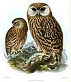 Keulemans Laughing Owl