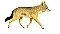 La vita degli animali descrizione generale del regno animale di A. E. Brehm Mammiferi (1872) Canis aureus indicus mod
