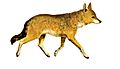 La vita degli animali descrizione generale del regno animale di A. E. Brehm Mammiferi (1872) Canis aureus syriacus mod