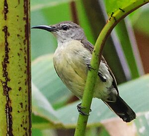 LeptocomaaspasiaFemale, crop