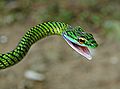 Leptophis ahaetulla, a Parrot Snake