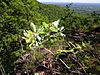 Lonicera dioica var. glaucescens (wild glaucus honeysuckle), Thacher State Park, Voorheesville, NY (32131021086)
