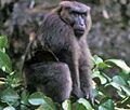 Mâle macaque maure (Macaca maura)