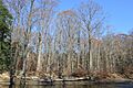 Madison Fort from western waterline