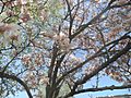 Magnolia Tree Kenosha