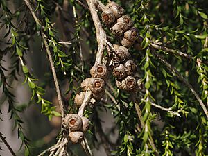Melaleuca irbyana fruit