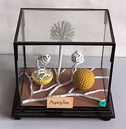 Modell von Aspergillus (Gießkannenschimmel) -Osterloh- -Brendel 10f-